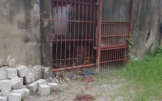 Vụ hổ cắn lìa tay người ở Bình Dương: Đề nghị thu hồi giấy phép nuôi hổ