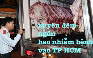 Xuyên đêm ngăn heo nhiễm bệnh vào TP HCM