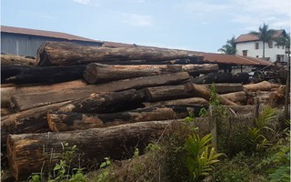 Nhiều kiểm lâm, bảo vệ rừng bảo kê trùm gỗ lậu Phượng "râu"