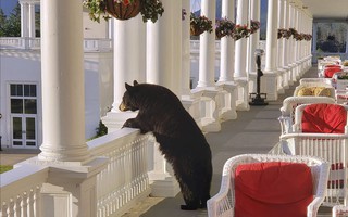 Ngộ nghĩnh hình ảnh gấu đen thư giãn trong khách sạn