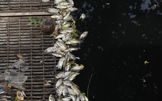 Sau khi xả nước hồ Tây vào sông Tô Lịch, thấy cá chết hàng loạt