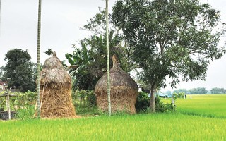 Giữa thị thành, nhớ lắm ngõ quê!