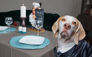 New York tổ chức tuần lễ nhà hàng phục vụ chó