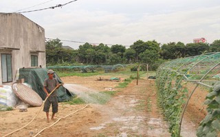 Nước ngầm nhiễm mặn, vựa rau sạch lớn Đà Nẵng chết khô