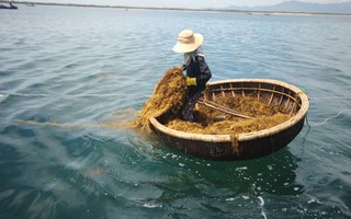 Khấm khá nhờ rong biển