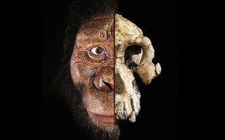 Phát hiện khuôn mặt mới của tổ tiên loài người 3,9 triệu tuổi