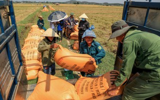 Phát hiện 2 chất quý hơn vàng có trong gạo hữu cơ Quảng Trị