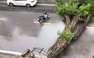 Hà Nội: Mưa rất to, cây cối đổ la liệt  do ảnh hưởng bão số 3