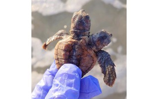 Phát hiện rùa hai đầu hiếm thấy ở Mỹ
