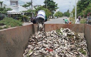 Đến bao giờ cá mới ngừng chết tại các hồ điều tiết Đà Nẵng?