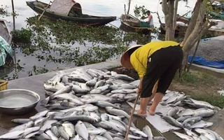 Gần 90 tấn cá vược nuôi lồng bè của người dân bỗng dưng chết nổi trắng trong đêm