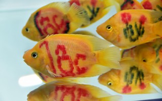 Cả trăm loài cá cảnh đủ sắc màu "hút hồn" dân chơi thủy sinh ở TP HCM