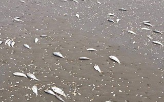 Hàng tấn cá chết trôi dạt kéo dài 4 km dọc bờ biển Hà Tĩnh