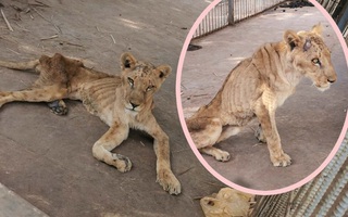 Những "bộ xương" di động trong vườn thú Sudan