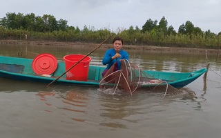 CLIP: Về Cà Mau xem nông dân bắt cá kèo ăn Tết