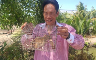 CLIP: Nông dân Cà Mau bắt được cặp chuột lông vàng lạ mắt ngày cuối năm