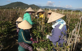 Bình Định: Thương lái lùng mua mai sớm