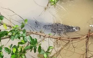 Cá sấu to "dạo chơi" trên sông: Người nuôi đối diện mức phạt 350 triệu đồng