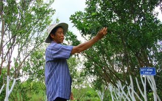 Bảo tồn quýt hồng Lai Vung