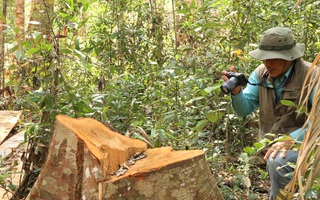 Clip: Kinh hoàng lâm tặc phá nát rừng bạch tùng hàng trăm năm tuổi ở Lâm Đồng
