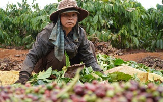 Thêm mùa cà phê "đắng"