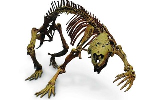 Hãi hùng "con thú điên" nguyên vẹn 66 triệu tuổi, sống giữa khủng long