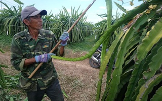 Bình Thuận thất thu mùa thanh long trái vụ