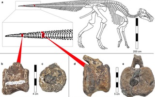 Sốc: khủng long 66 triệu tuổi sở hữu thứ tưởng chỉ có ở con người