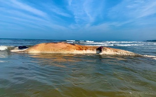 Phát hiện cá voi nặng hàng chục tấn chết trôi dạt vào bờ biển