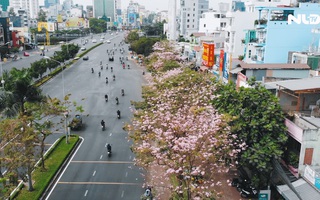 [Video] - Ngắm hoa kèn hồng rực rỡ từ trên cao