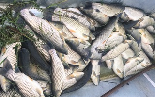 Chưa rõ nguyên nhân hơn 11 tấn cá chết bất thường trên sông Chu