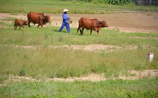 "Bất động sản nông nghiệp gần như... bất động"