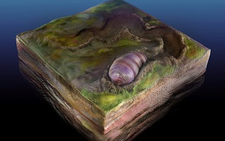 Sốc với tổ tiên 555 triệu tuổi của loài người bị "niêm phong" trong đá