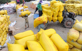 Xuất khẩu gạo: Cần quyết định đúng