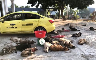 Nhóm trộm dùng taxi chở 22 con chó đi tiêu thụ thì bị bắt