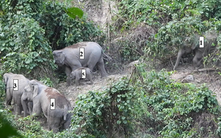 Lần đầu phát hiện đàn voi có cả voi con ở Quảng Nam