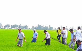 Bộ Công Thương hoả tốc xin ý kiến về "an ninh lương thực quốc gia" đối với gạo nếp