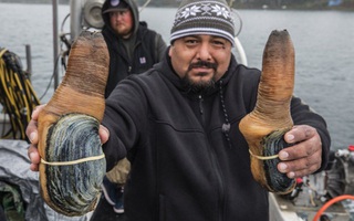 Công nghiệp đánh bắt ốc vòi voi đắt đỏ ở Thái Bình Dương