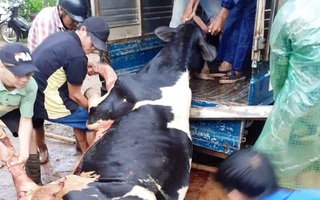 Lâm Đồng: Sét đánh chết gục 10 con bò sữa ngay tại máng ăn