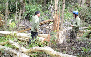Nhận quản lý rừng, để mất 1.248 ha
