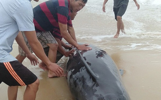 Người dân "đạp" sóng cứu cá voi mắc cạn ở bờ biển