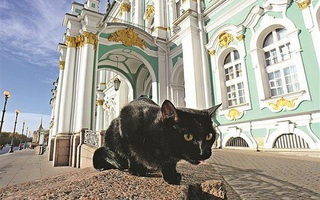 Kỳ lạ bảo tàng thuê “bảo vệ mèo” để trông giữ báu vật