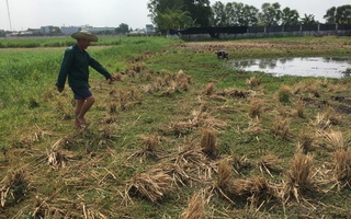 Sau cơn mưa lớn, một người dân đi bắt cua bị sét đánh chết