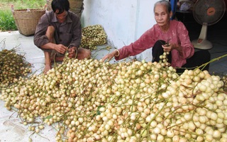 Trái cây rộ mùa, rớt giá