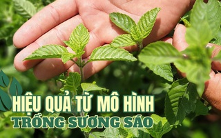 [eMagazine] Hiệu quả từ mô hình trồng sương sáo của bà con nông dân miền Tây