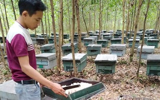 Ong nuôi hàng trăm tổ chết bất thường, nghi bị đầu độc
