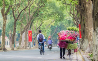 Hoa sen đầu mùa rục rịch lên phố