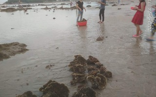 Lên án hành vi hủy hoại san hô vịnh Nha Trang