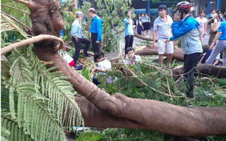 Bộ trưởng Phùng Xuân Nhạ gửi lời chia buồn tới gia đình học sinh tử vong do cây đổ