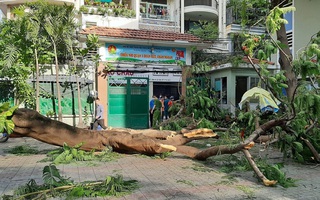 Vụ cây phượng vĩ đè nhiều học sinh: Các học sinh bị thương nặng giờ ra sao?